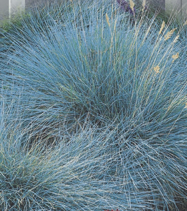 Овсяница сизая/ Festuca glauca - Зображення 3