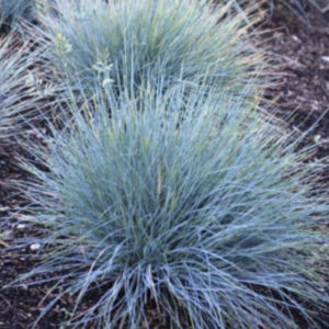Овсяница сизая/ Festuca glauca