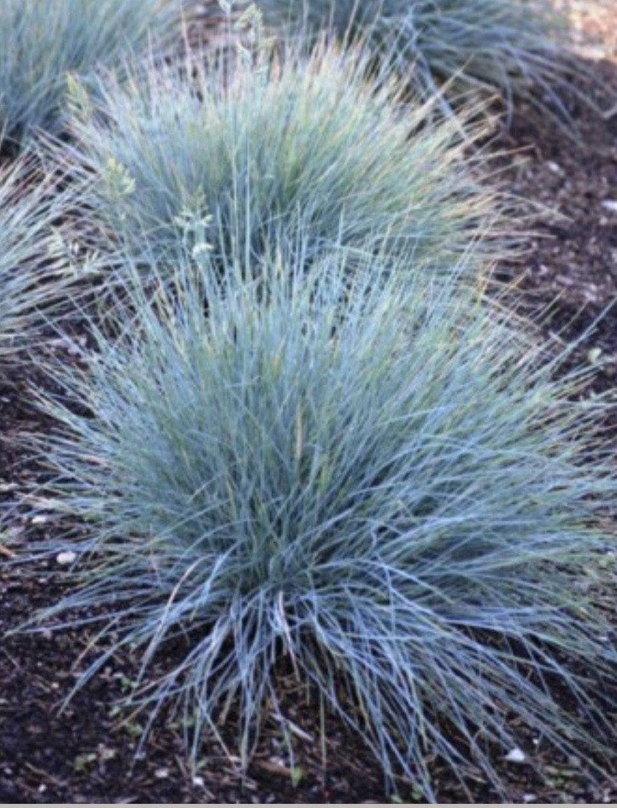 Овсяница сизая/ Festuca glauca