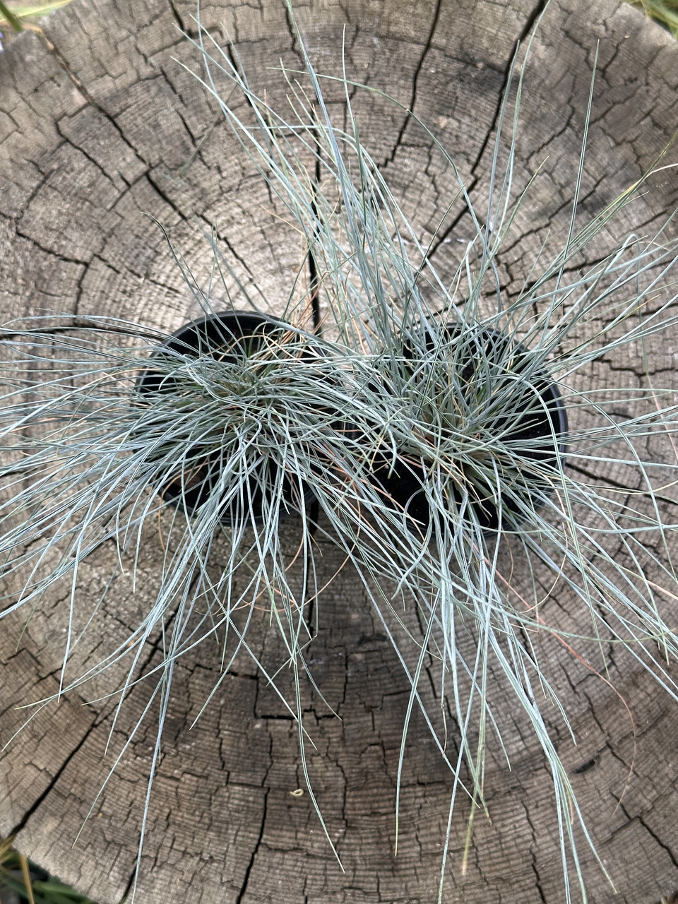 Овсяница сизая/ Festuca glauca - Зображення 5