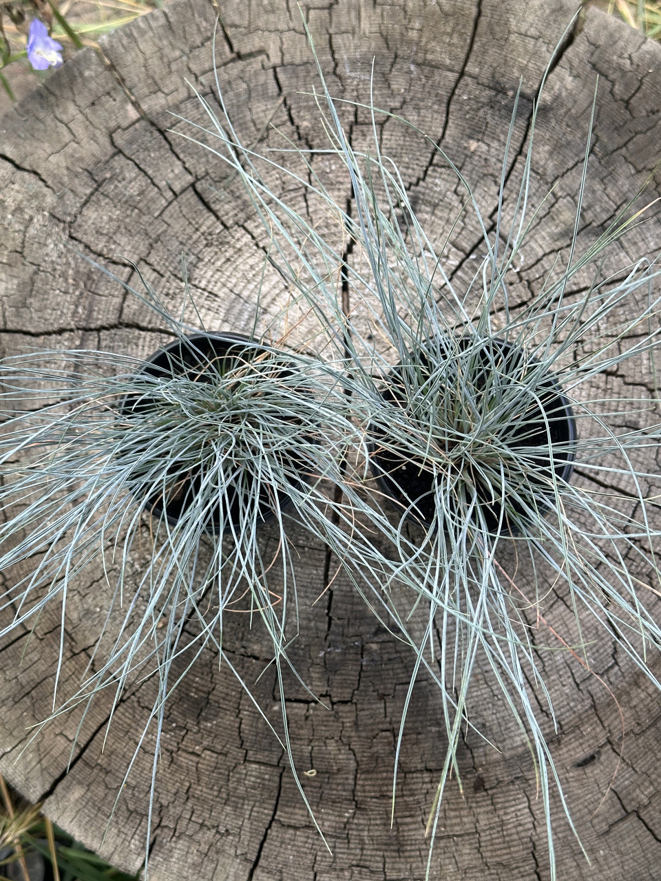 Овсяница сизая/ Festuca glauca - Зображення 4