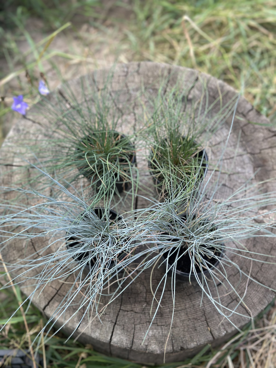Овсяница сизая/ Festuca glauca - Зображення 8