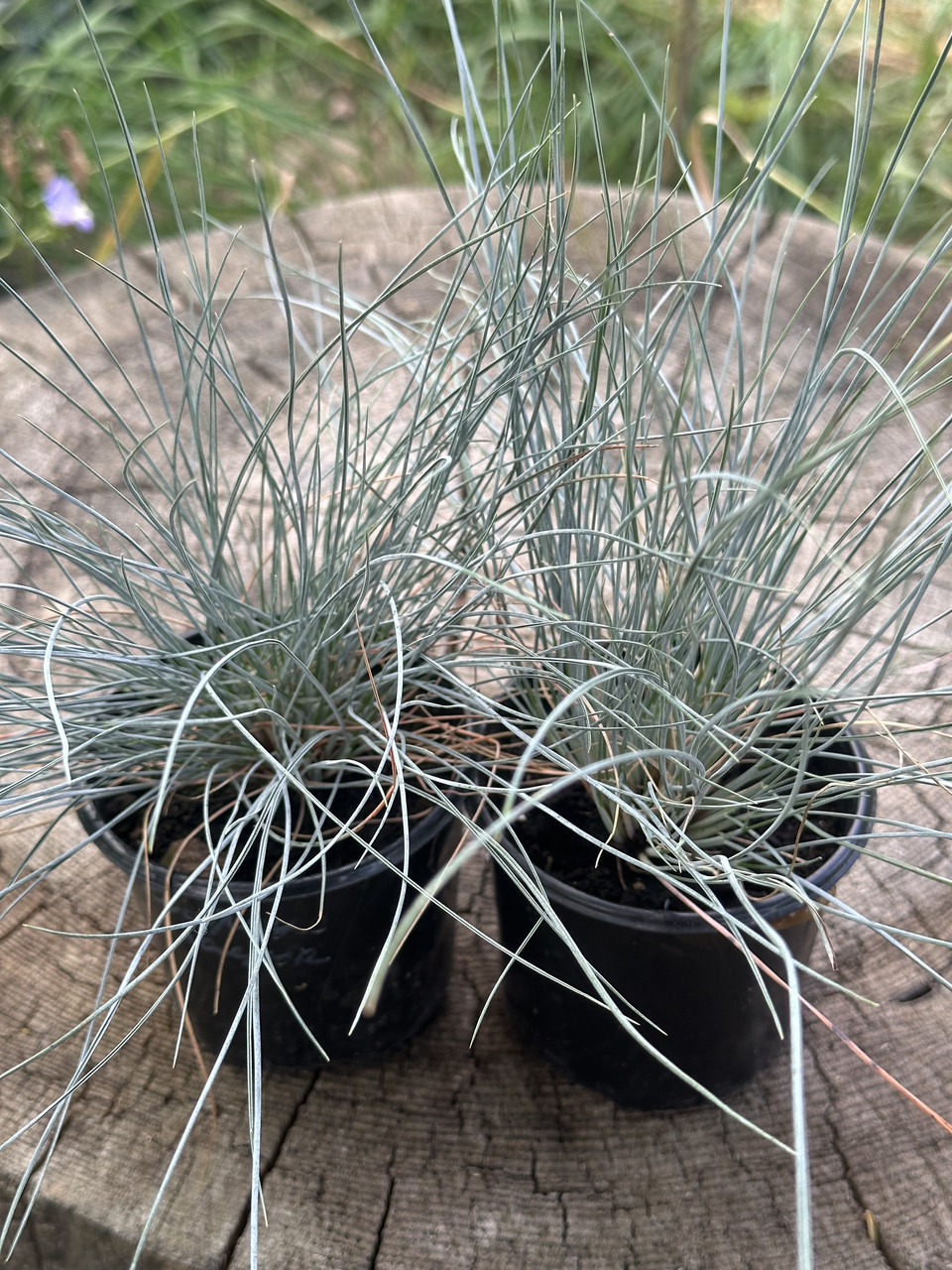 Овсяница сизая/ Festuca glauca - Зображення 10