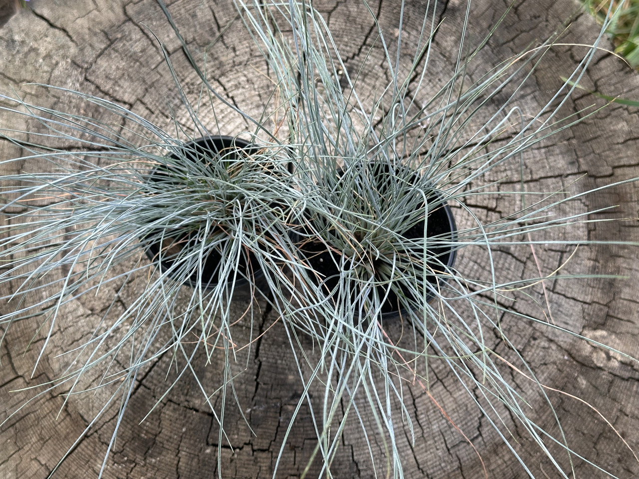 Овсяница сизая/ Festuca glauca - Зображення 6