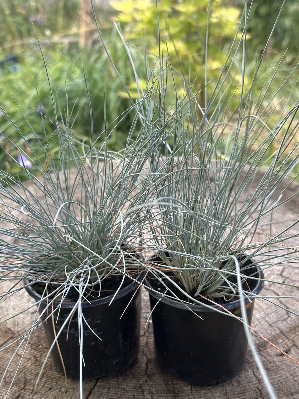 Овсяница сизая/ Festuca glauca - Зображення 9