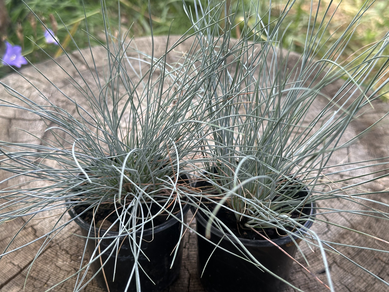 Овсяница сизая/ Festuca glauca - Зображення 7