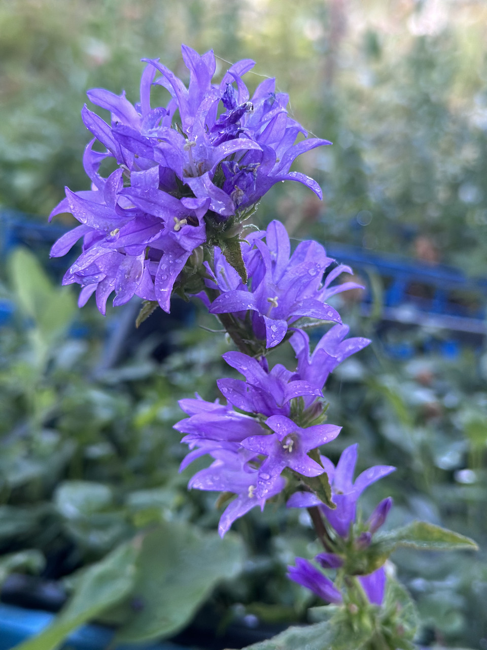Колокольчик скученный синий/ Campanula glomerata - Зображення 3