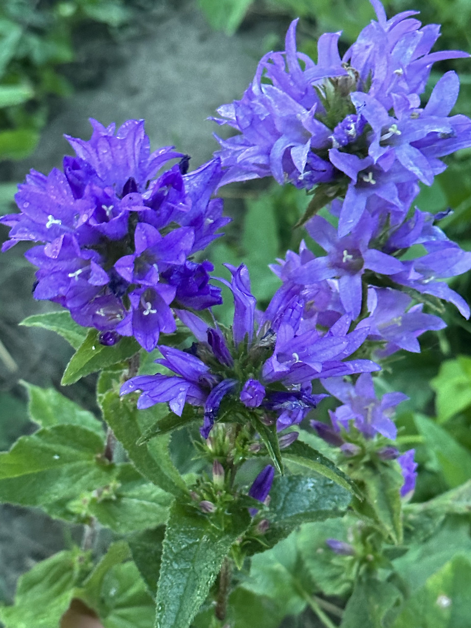 Колокольчик скученный синий/ Campanula glomerata - Зображення 2