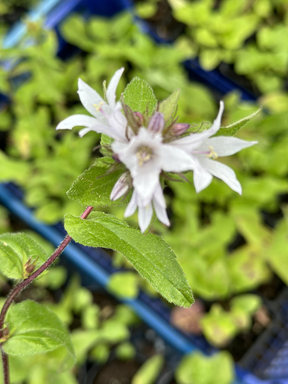 Колокольчик скученный/ Campanula glomerata - Зображення 5