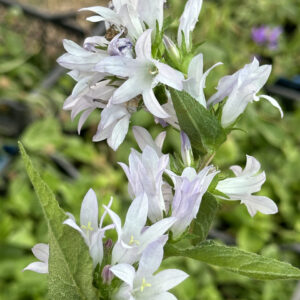 Колокольчик скученный/ Campanula glomerata