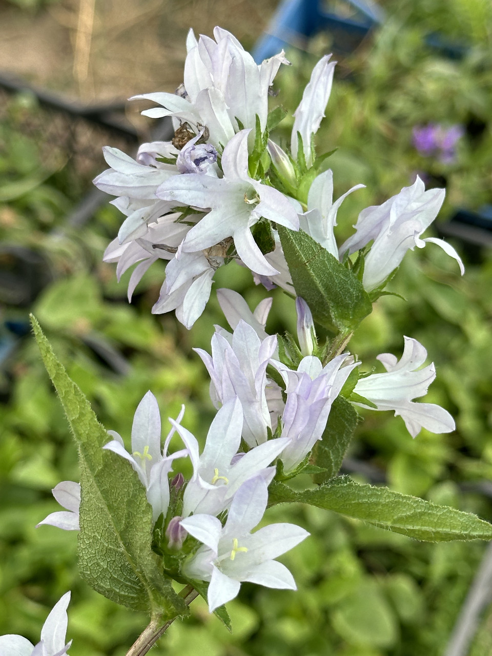 Колокольчик скученный/ Campanula glomerata