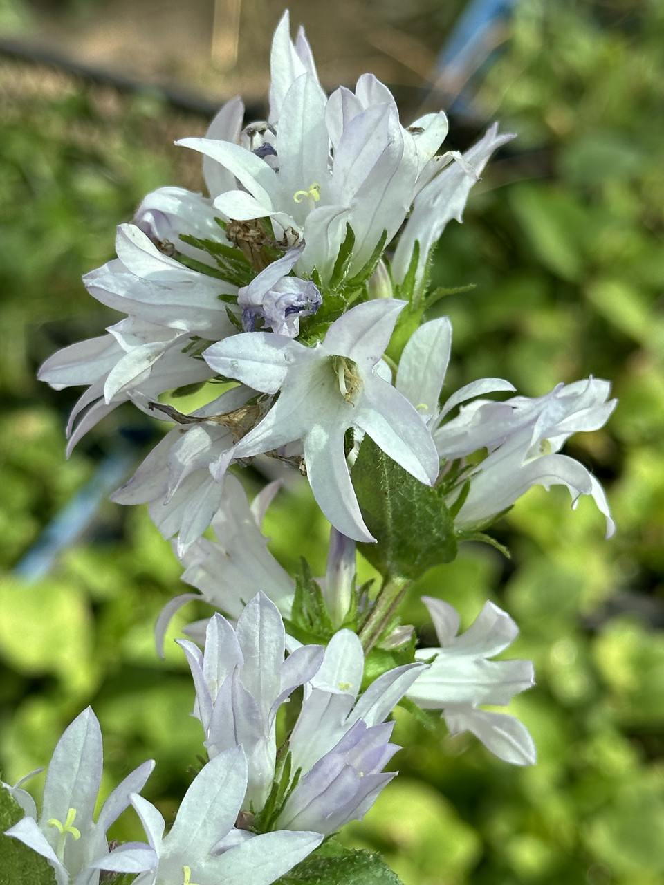 Колокольчик скученный/ Campanula glomerata - Зображення 3