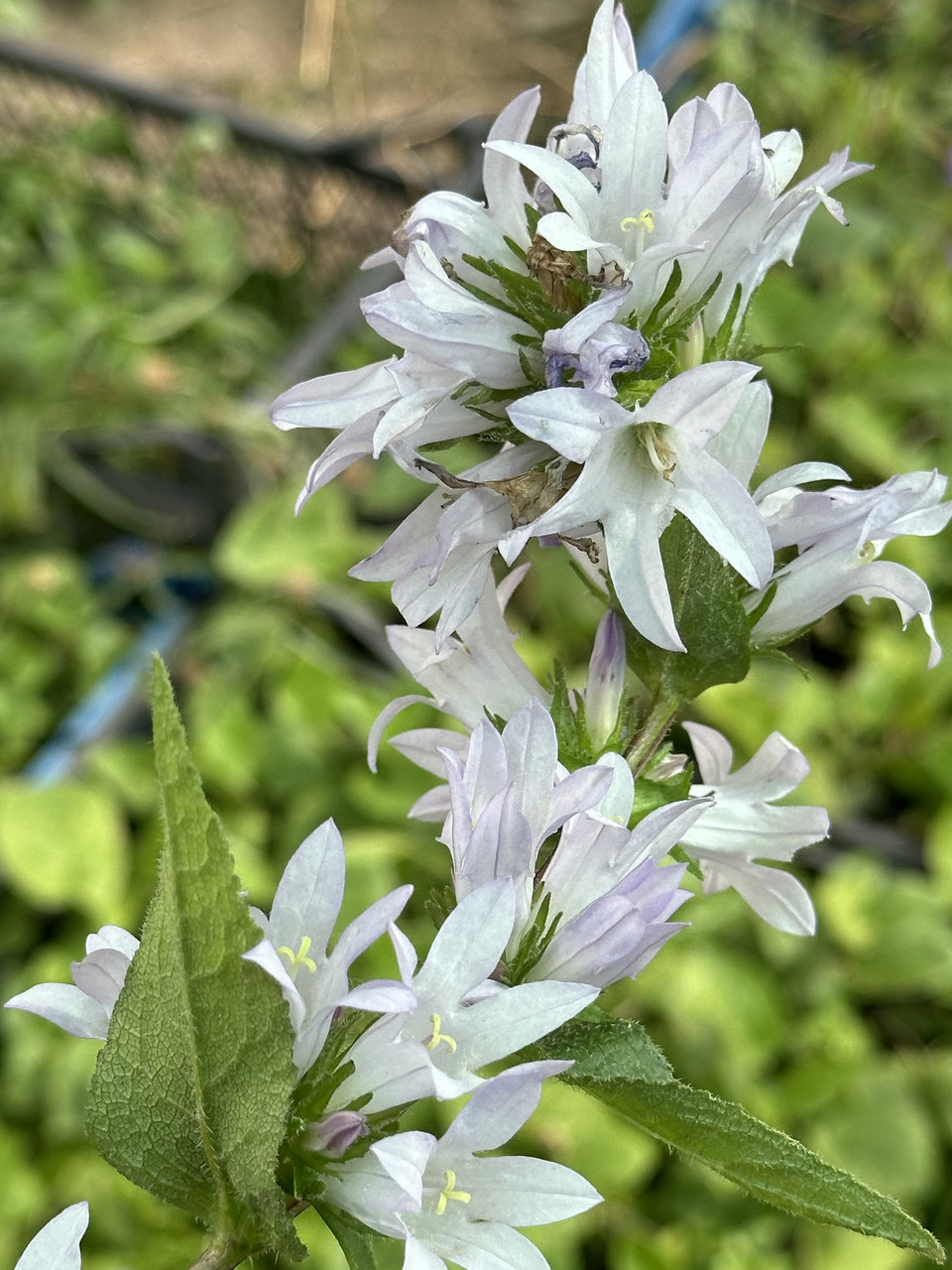 Колокольчик скученный/ Campanula glomerata - Зображення 2