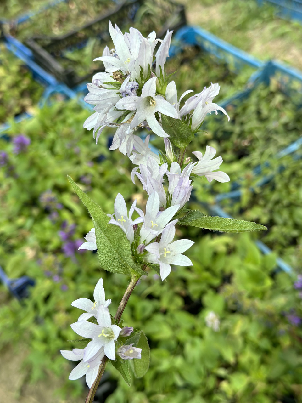 Колокольчик скученный/ Campanula glomerata - Зображення 4