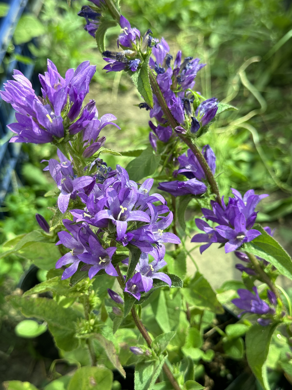 Колокольчик скученный синий/ Campanula glomerata - Зображення 5