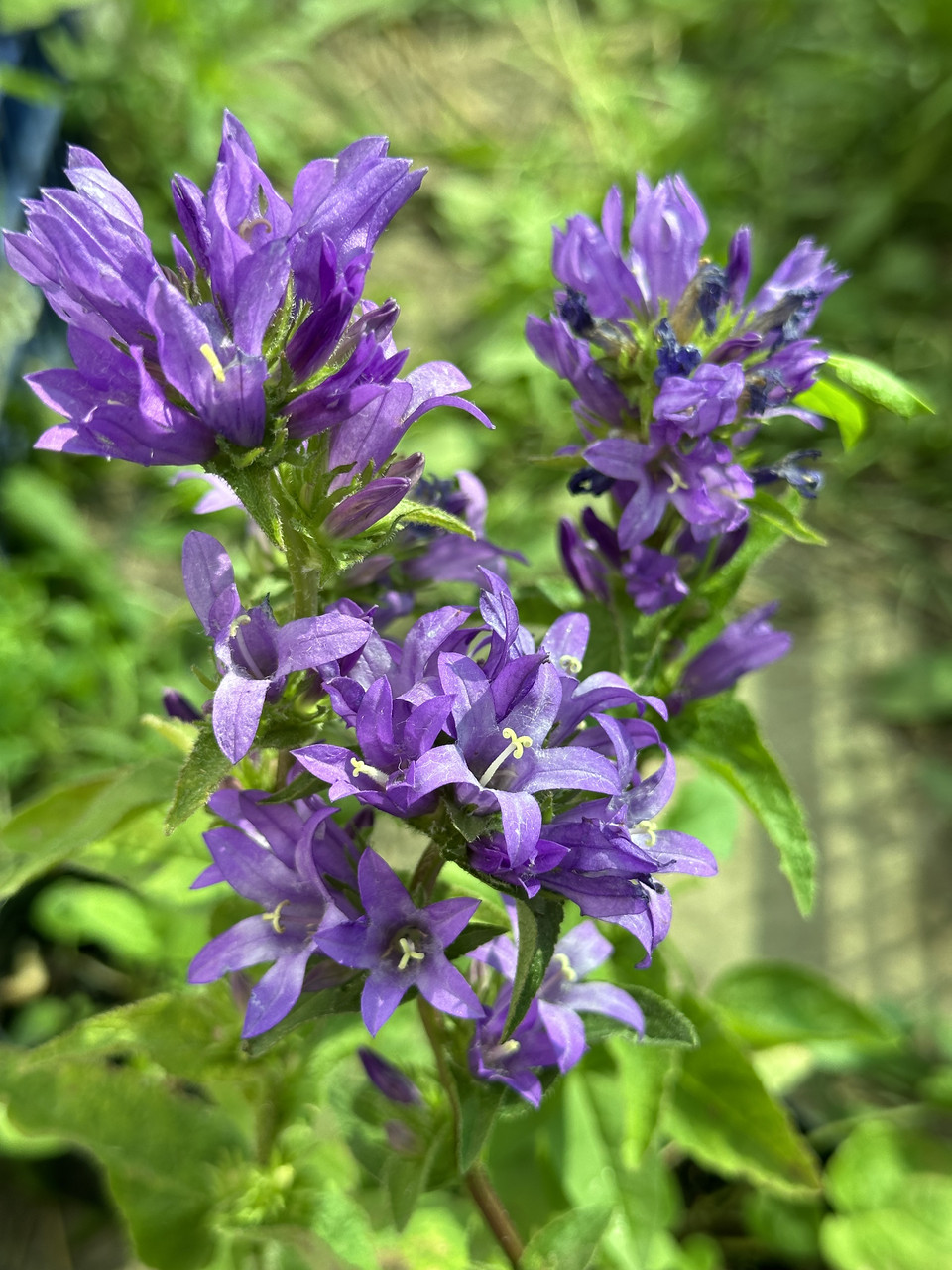 Колокольчик скученный синий/ Campanula glomerata - Зображення 4