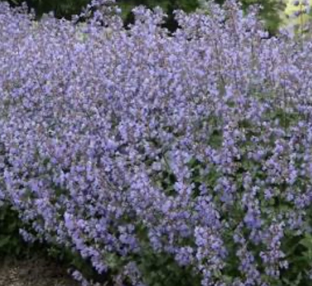 Котовник закавказский / Nepeta transcaucasica - Зображення 4