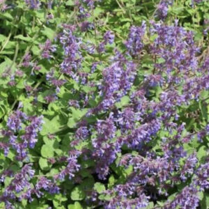 Котовник закавказский / Nepeta transcaucasica