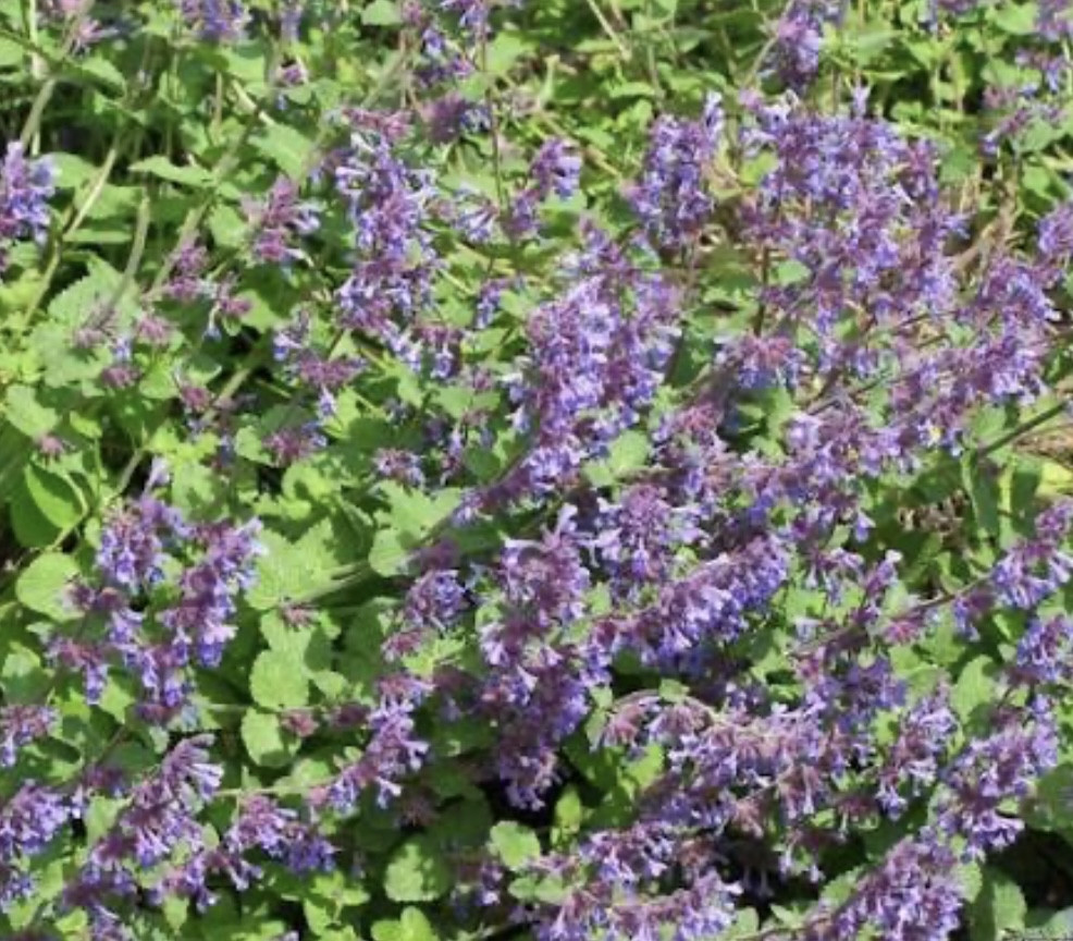 Котовник закавказский / Nepeta transcaucasica