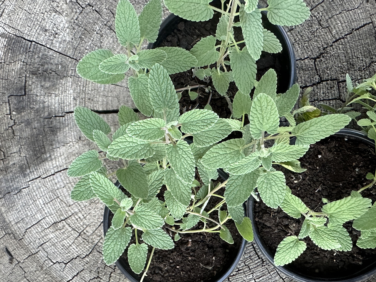 Котовник закавказский / Nepeta transcaucasica - Зображення 3