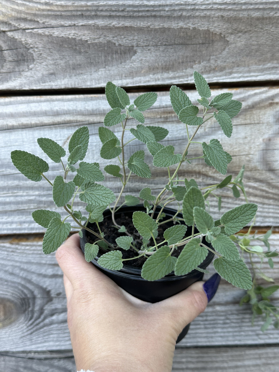 Котовник закавказский / Nepeta transcaucasica - Зображення 5