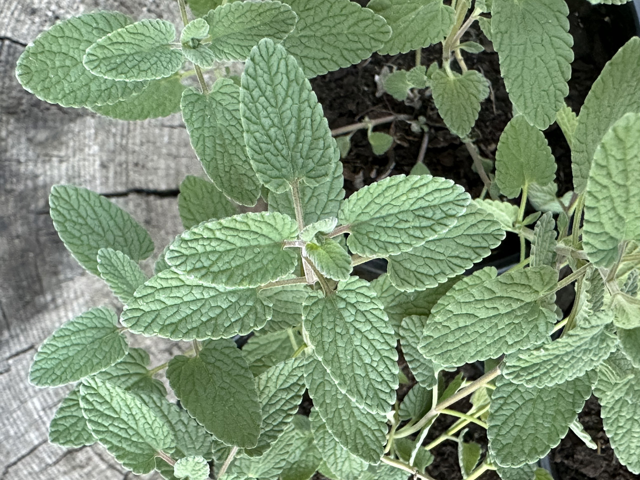 Котовник закавказский / Nepeta transcaucasica - Зображення 2
