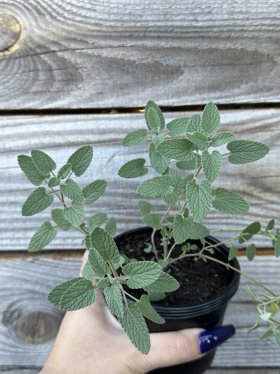 Котовник закавказский / Nepeta transcaucasica - Зображення 6