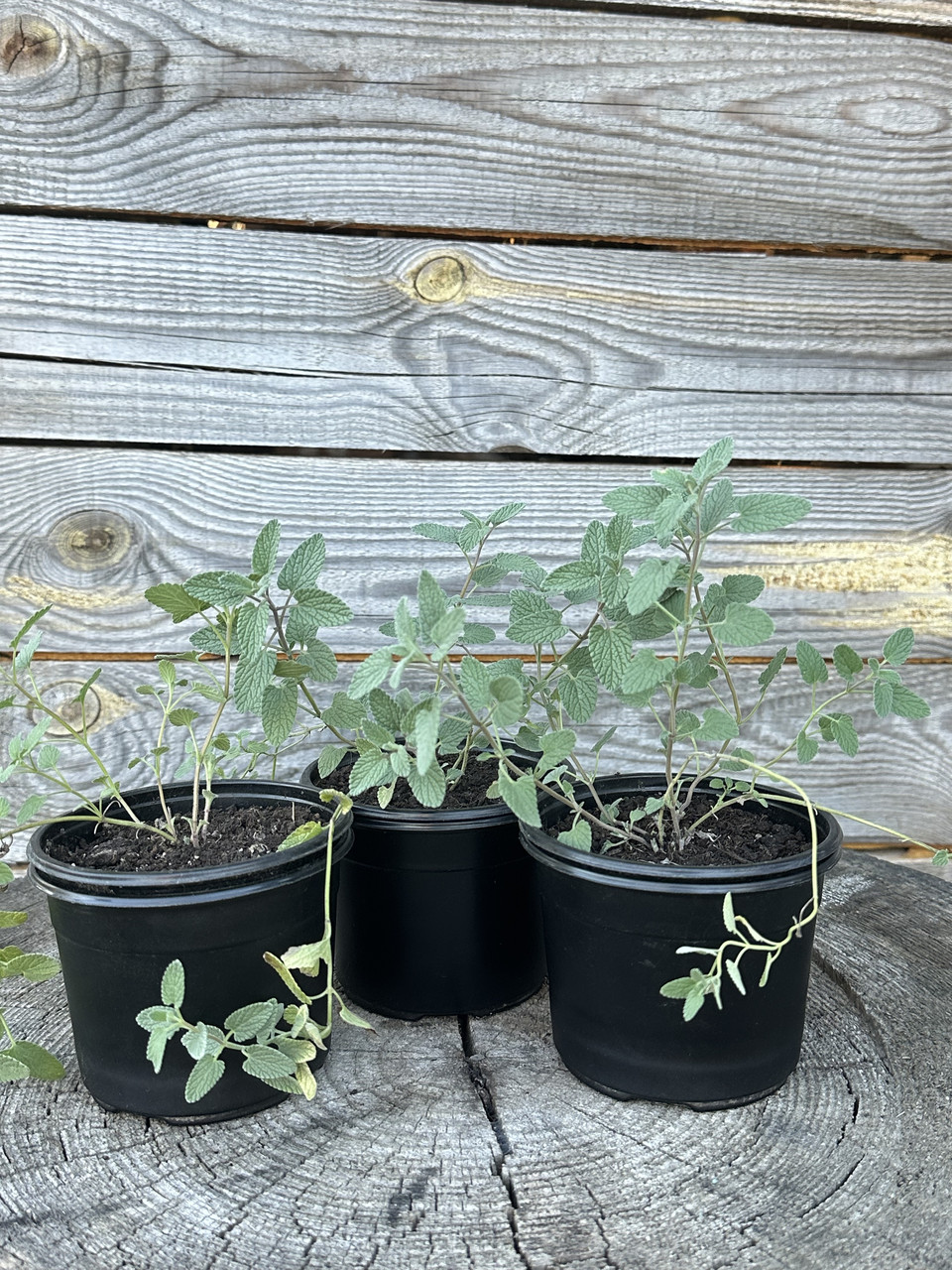 Котовник закавказский / Nepeta transcaucasica - Зображення 7