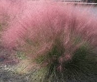 Полевичка видна / Eragrostis spectabilis - Зображення 3