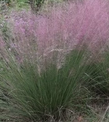 Полевичка видна / Eragrostis spectabilis - Зображення 2