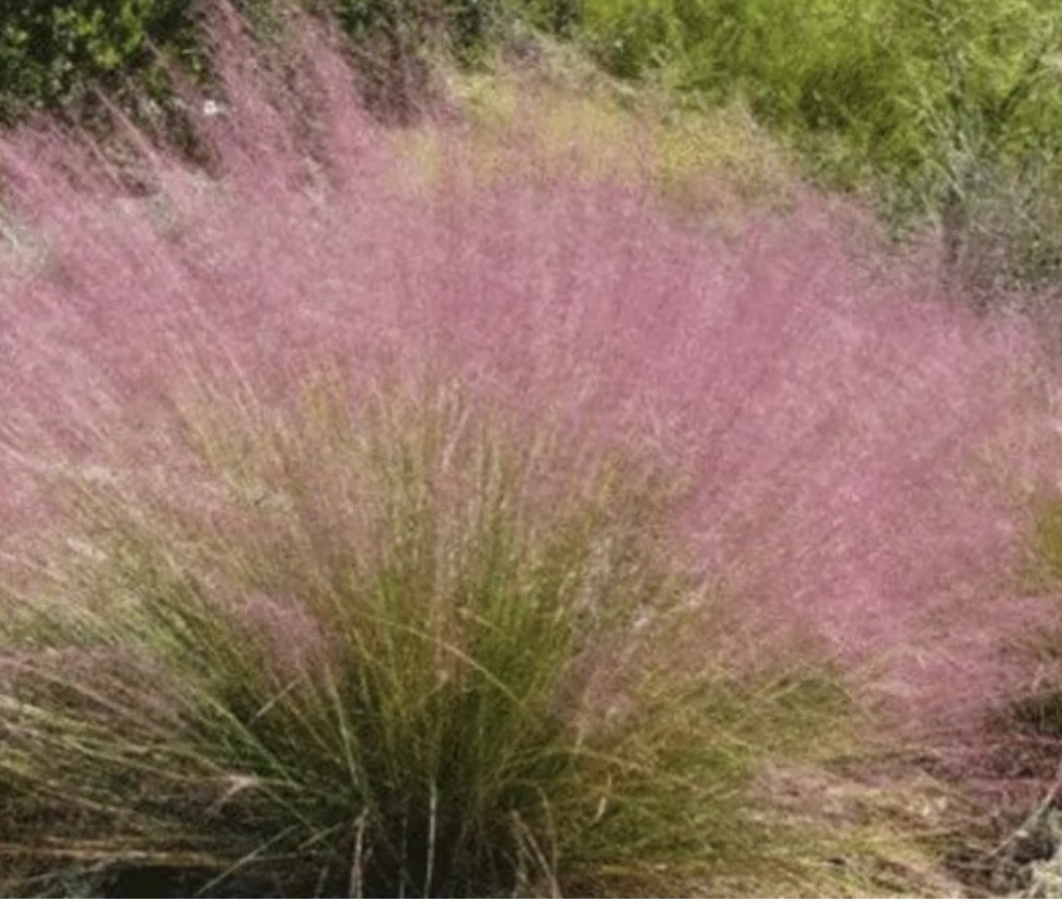 Полевичка видна / Eragrostis spectabilis - Зображення 4
