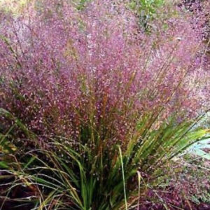 Полевичка видна / Eragrostis spectabilis