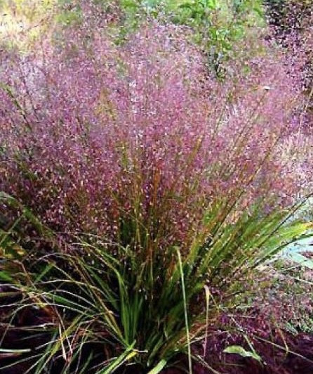 Полевичка видна / Eragrostis spectabilis