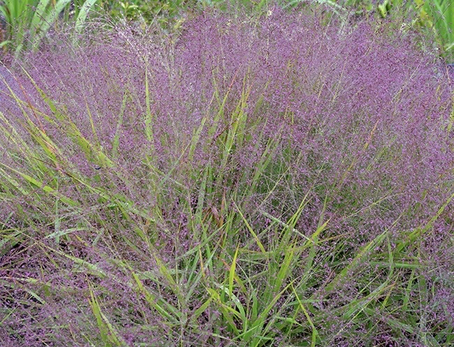 Полевичка видна / Eragrostis spectabilis - Зображення 8