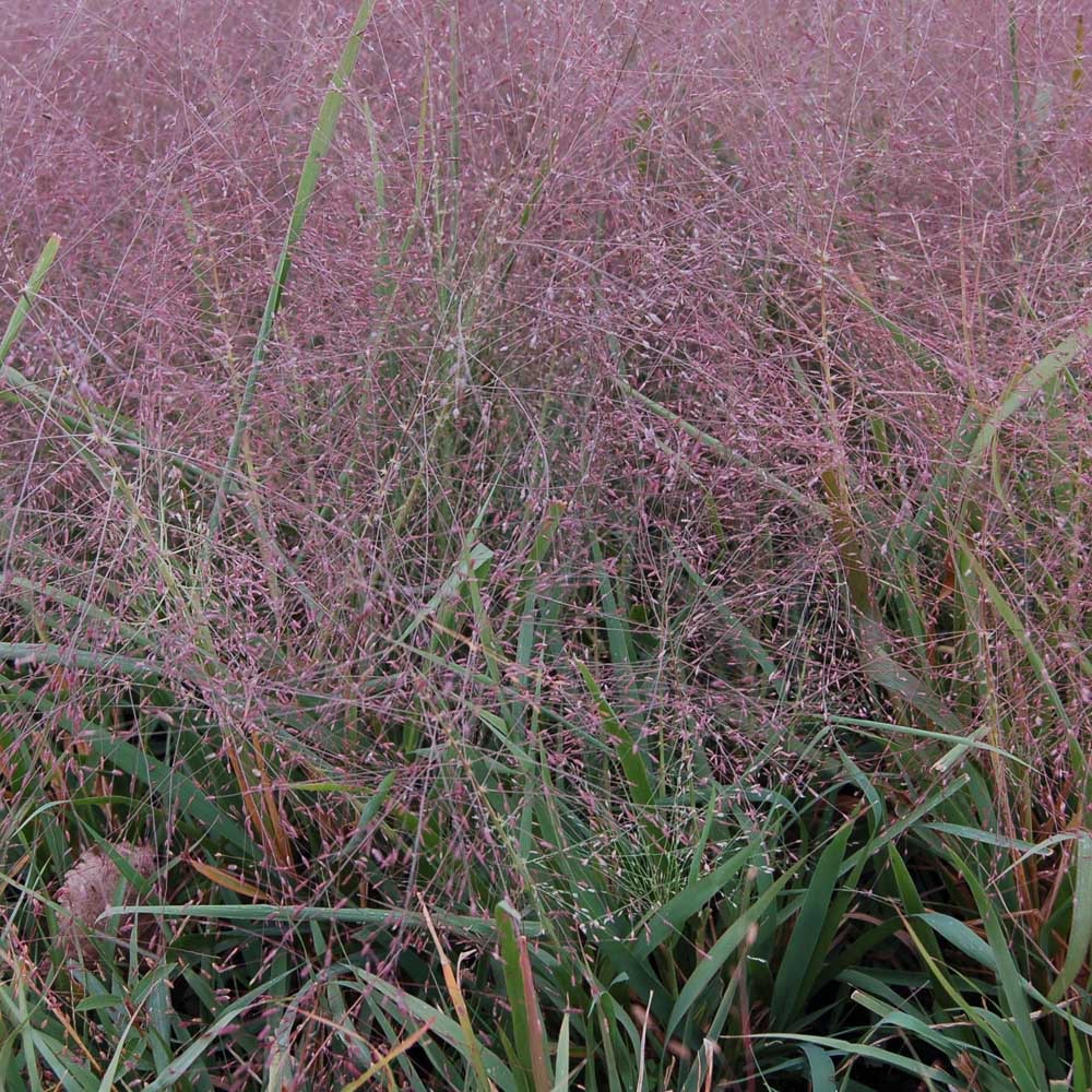 Полевичка видна / Eragrostis spectabilis - Зображення 9