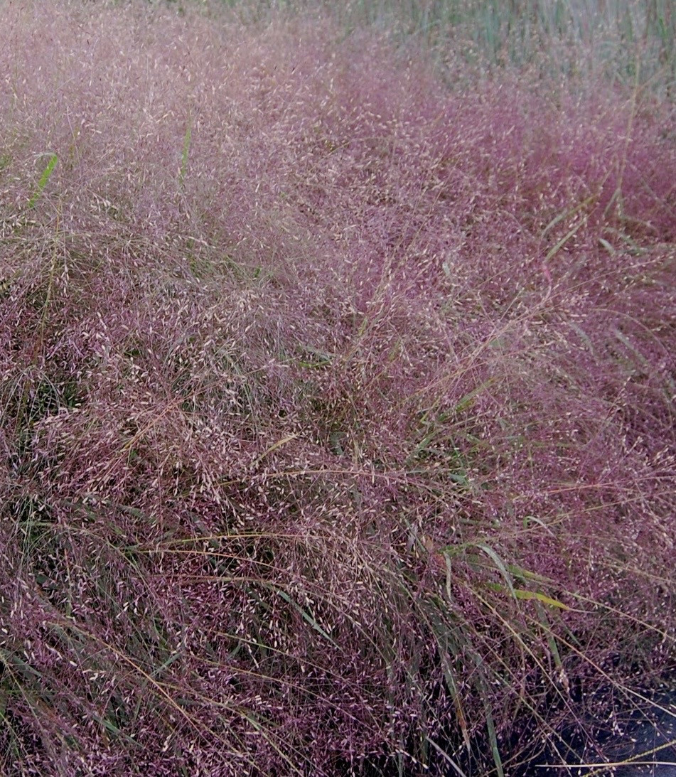 Полевичка видна / Eragrostis spectabilis - Зображення 7