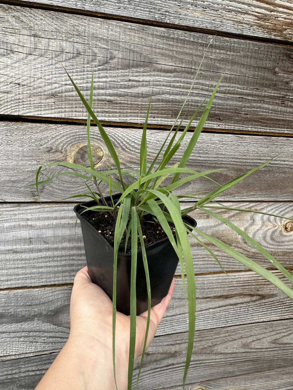 Полевичка видна / Eragrostis spectabilis - Зображення 6