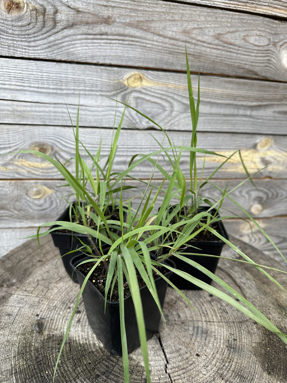 Полевичка видна / Eragrostis spectabilis - Зображення 5