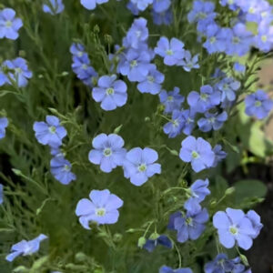 Лен голубой многолетний/ Linum perenne