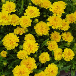 Кореопсис низкий / Coreopsis grandiflora