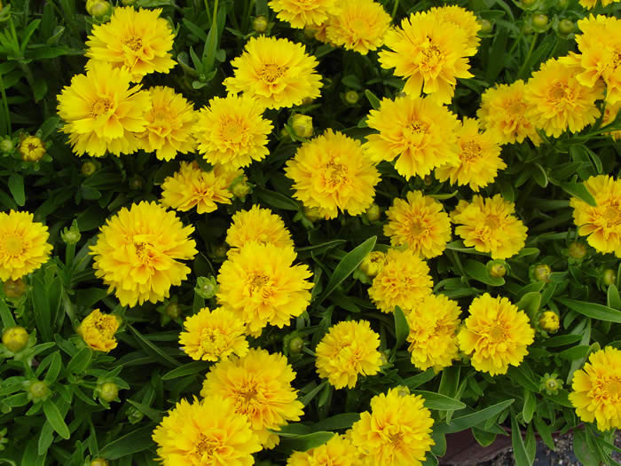 Кореопсис низкий / Coreopsis grandiflora