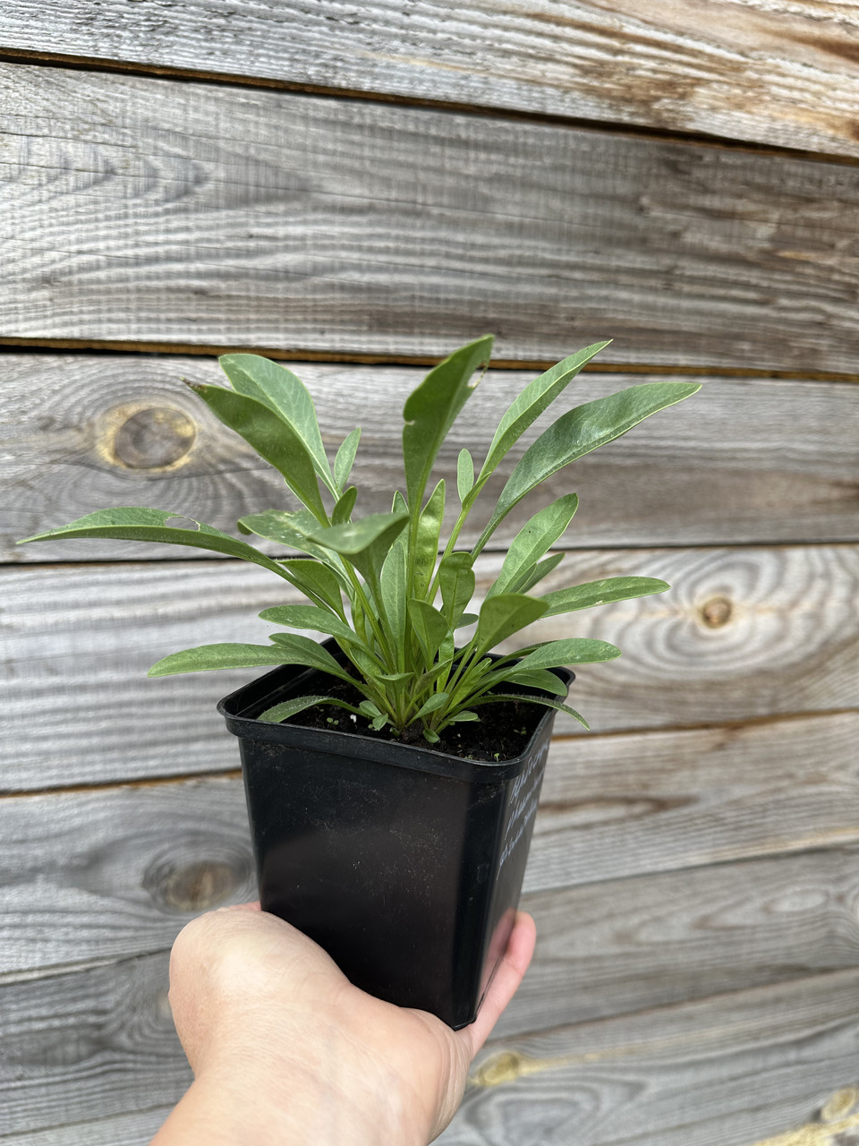 Кореопсис низкий / Coreopsis grandiflora - Зображення 3