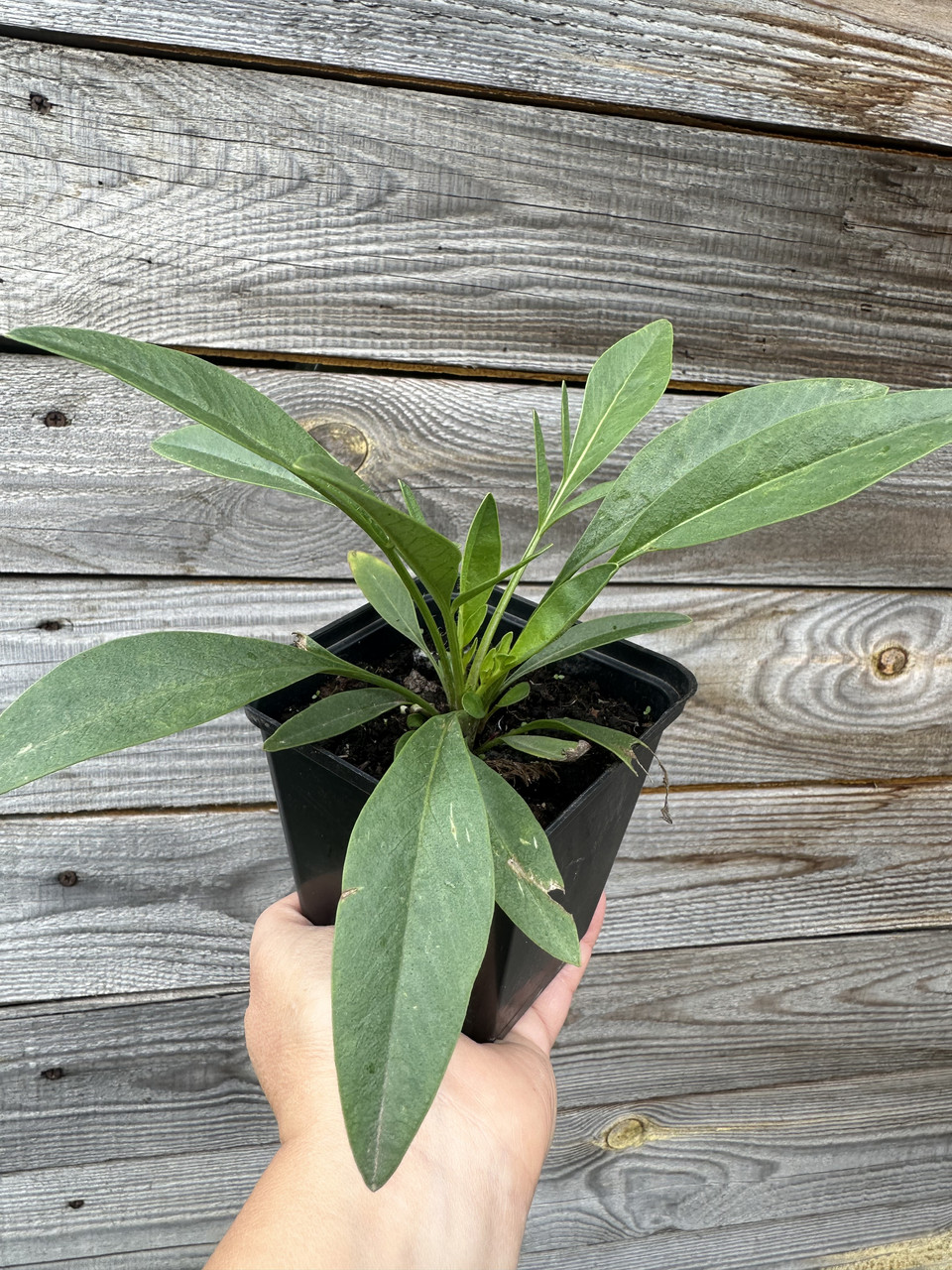 Кореопсис низкий / Coreopsis grandiflora - Зображення 5