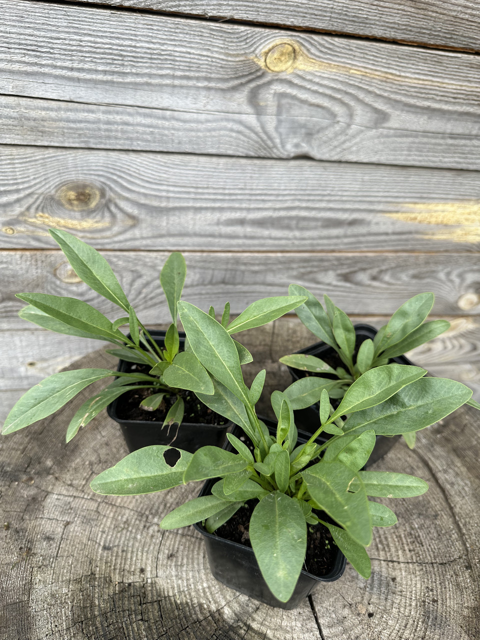 Кореопсис низкий / Coreopsis grandiflora - Зображення 2