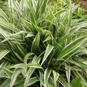 Осокая ржавеющая Variegata