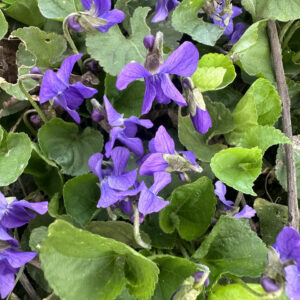 Фіалка запашна/ Viola odorata