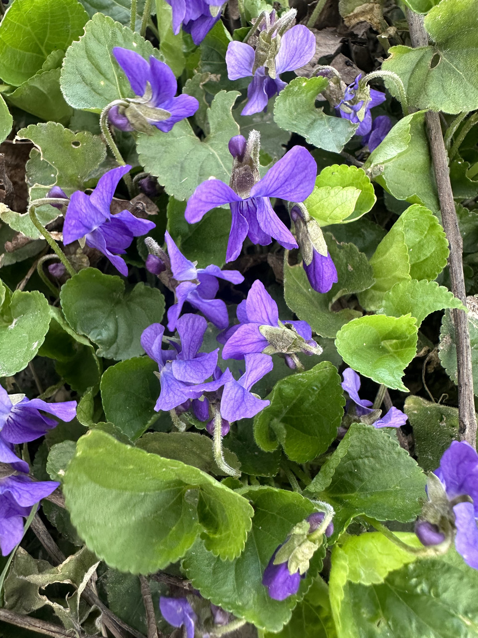 Фіалка запашна/ Viola odorata
