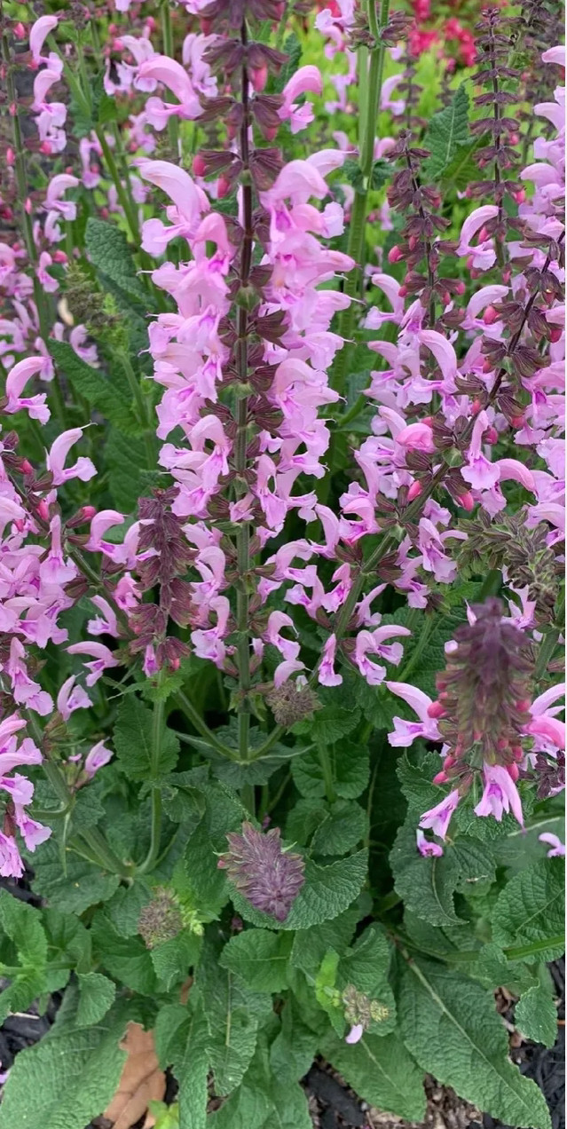 Шалфей лучной / Salvia pratensis (синий или розовый) - Зображення 5