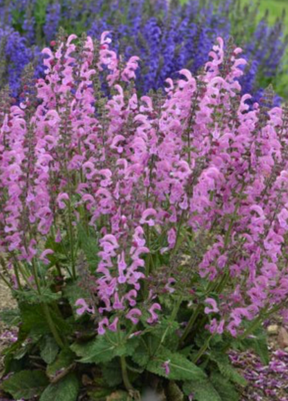 Шалфей лучной / Salvia pratensis (синий или розовый) - Зображення 6