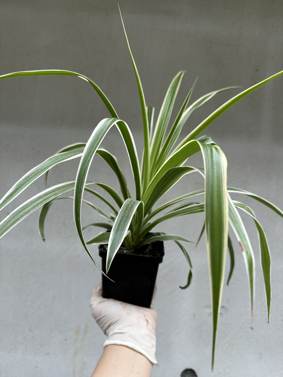 Хлорофитум Океан / Chlorophytum Ocean - Зображення 5
